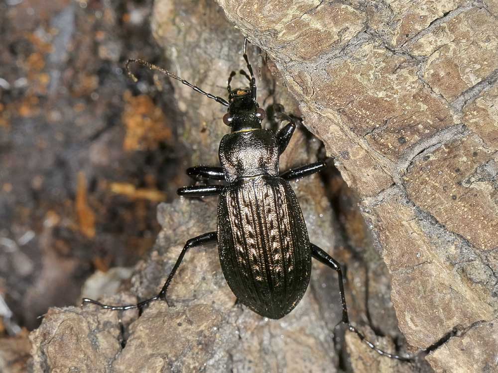 Carabus granulatus